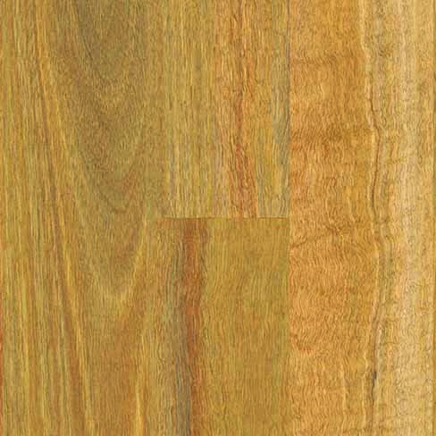 NSWSpotted Gum