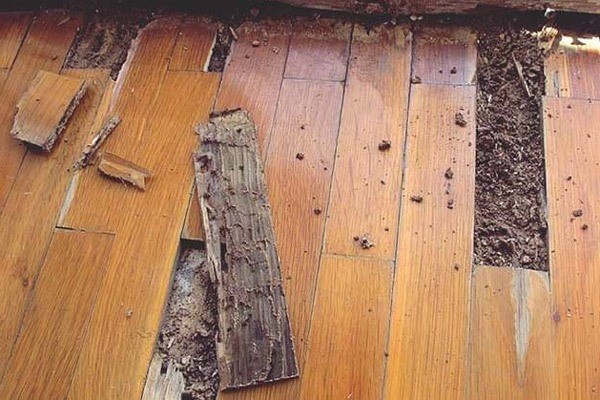 sàn gỗ công nghiệp có bị mối mọt không